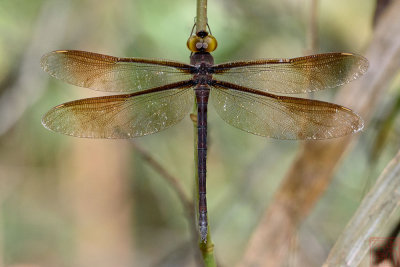 Tetracanthagyna plagiata