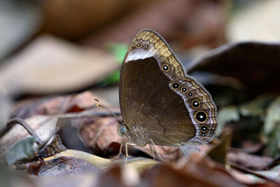 Mycalesis anaxias senoi