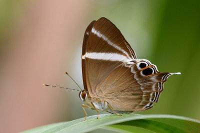 Abisara neophron chelina (Tailed Judy)