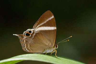 Abisara neophron chelina (Tailed Judy)