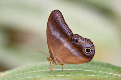 Coelites euptychioides humilis (The Restricted Catseye)