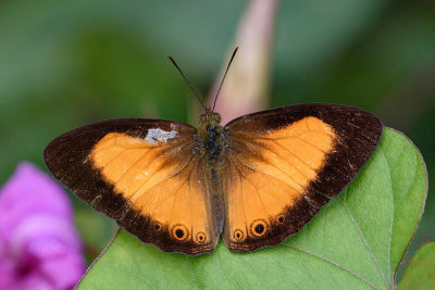 Mycalesis marginata