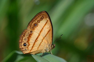 Mycalesis marginata