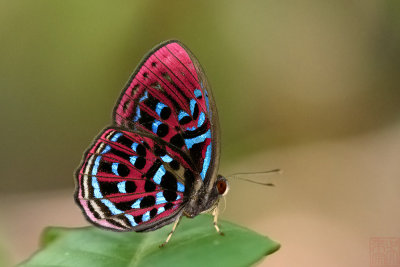 Paralaxita damajanti damajanti (The Malay Red Harlequin)