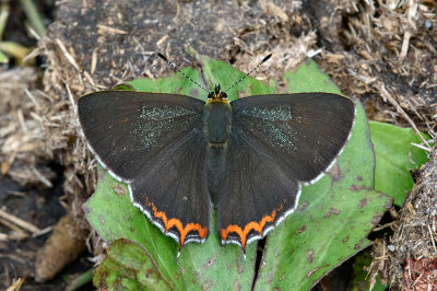 Heliophorus eventa ( Green Sapphire)