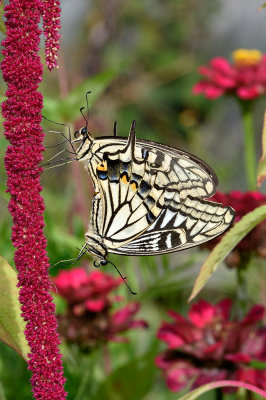 Papilio xuthus (Asian Swallowtail)