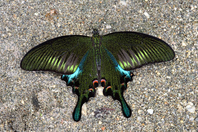 Papilio bianor (The Chinese Peacock)