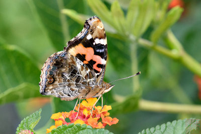 Vanessa indica (The Indian Red Admiral / 大红蛺蝶)