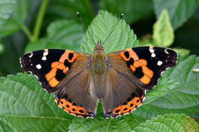 Vanessa indica (The Indian Red Admiral / 大红蛺蝶)