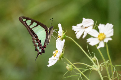 Graphium cloanthus (Glassy Bluebottle)