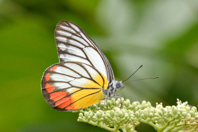 Delias hyparete metarete (Painted Jezebel)