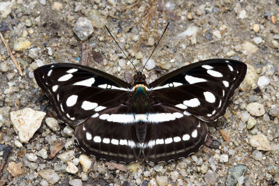 Athyma larymna siamensis (The Great Siam Sergeant)