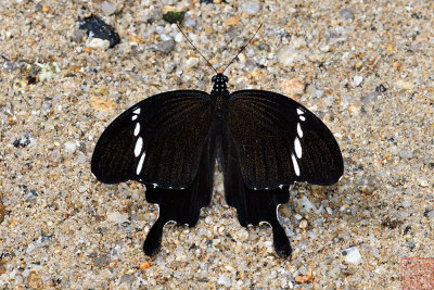 Papilio nephelus sunatus (The Black and White Helen)