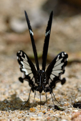 Papilio nephelus sunatus (The Black and White Helen)