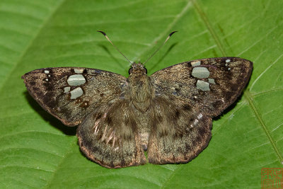 Coladenia laxmi sobrina (The Gray Pied Flat)