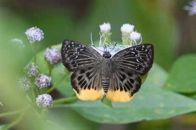 Mooreana trichoneura trichoneura (Yellow Flat)