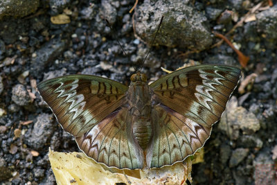 Euthalia monina monina (The Malay Baron) -f. decorata