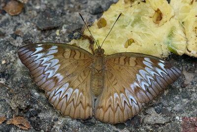 Euthalia monina monina (Malay Baron) - female