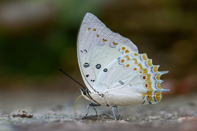 Polyura delphis concha (Jeweled Nawab)