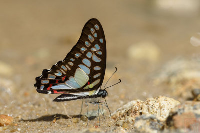 Graphium eurypylus mecisteus (The Great Jay)