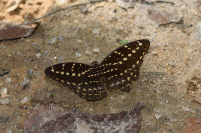 Lexias canescens pardalina (The Yellow Archduke)