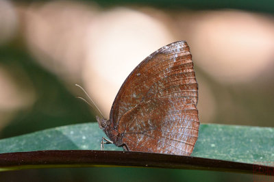 Elymnias penanga penanga (The Pointed Palmfly)