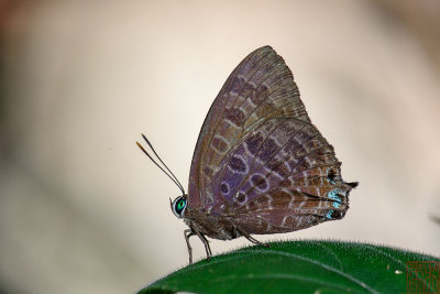 Arhopala trogon