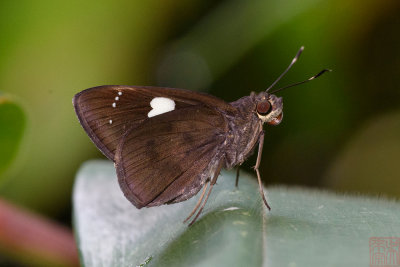Notocrypta curvifascia corinda