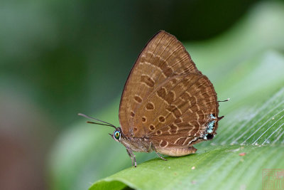 Arhopala sublustris _LCB3124x.jpg