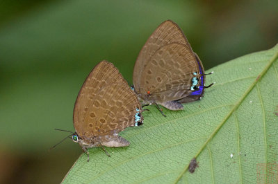 Arhopala lurida _LCB3164x.jpg