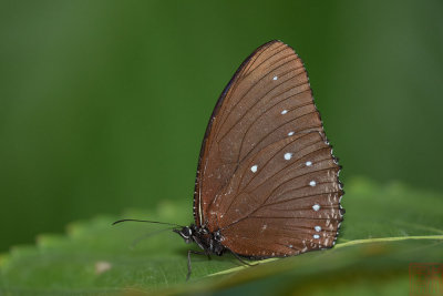 Elymnias patna hanitchi (The Blue-striped Palmfly)