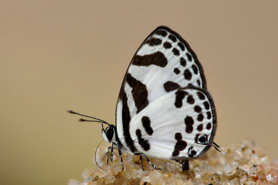 Discolampa ethion thalimar (The Blue Pierrot)