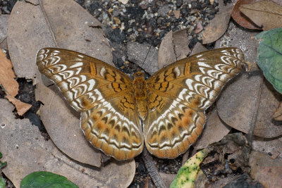 Lebadea martha malayana (Knight) - female