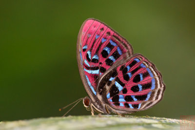 Paralaxita damajanti damajanti (The Malay Red Harlequin)