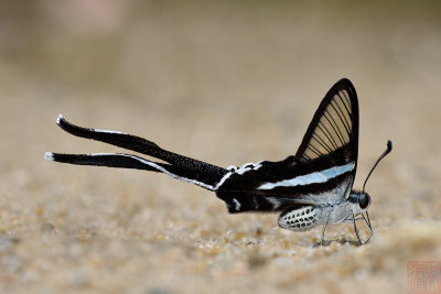 Lamproptera meges virescens(Green Dragontail)