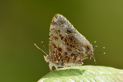 Catapaecilma major albicans (The Gray Tinsel)