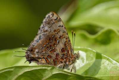 Catapaecilma major albicans (The Gray Tinsel)