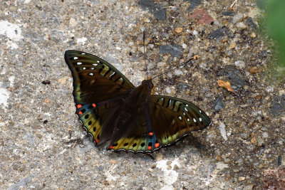 Euthalia whiteheadi whiteheadi (The Tri-colored Baron)