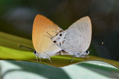Mantoides gama gama (The Distant's Imperial)