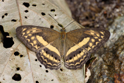 Paduca fasciata fasciata