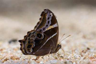 Lethe europa malaya (The Bamboo Treebrown)