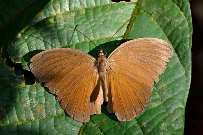 Faunis canens arcesilas (Common Faun)