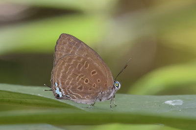 Arhopala allata - male _LCB7007x.jpg