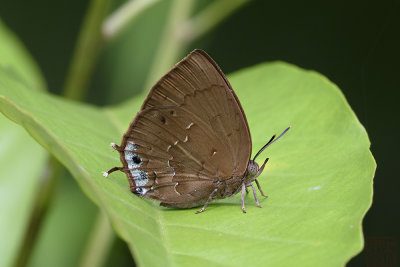 Surendra vivarna amisena (The Acacia Blue)