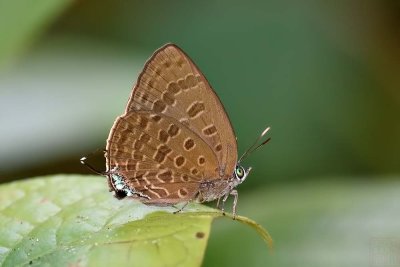 Arhopala mileri