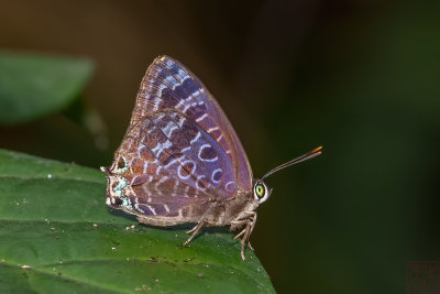 Arhopala trogon