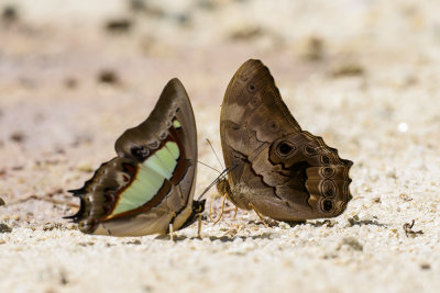 Lethe chandica namura
