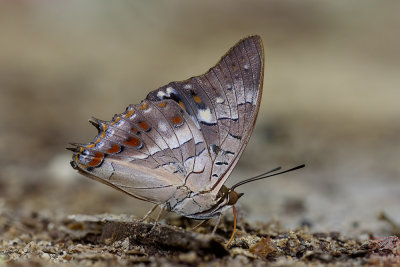 Charaxes solon echo (The Black Rajah)