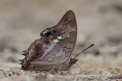 Charaxes solon echo (The Black Rajah)