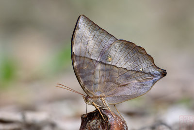 Zeuxidia doubledayi doubledayi (The Scarce Saturn)